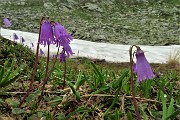 41 Soldanelle (Soldanella pusilla) con neve in scioglimento